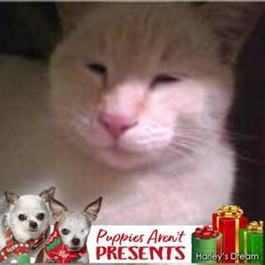 Meet your Posher, Amelia